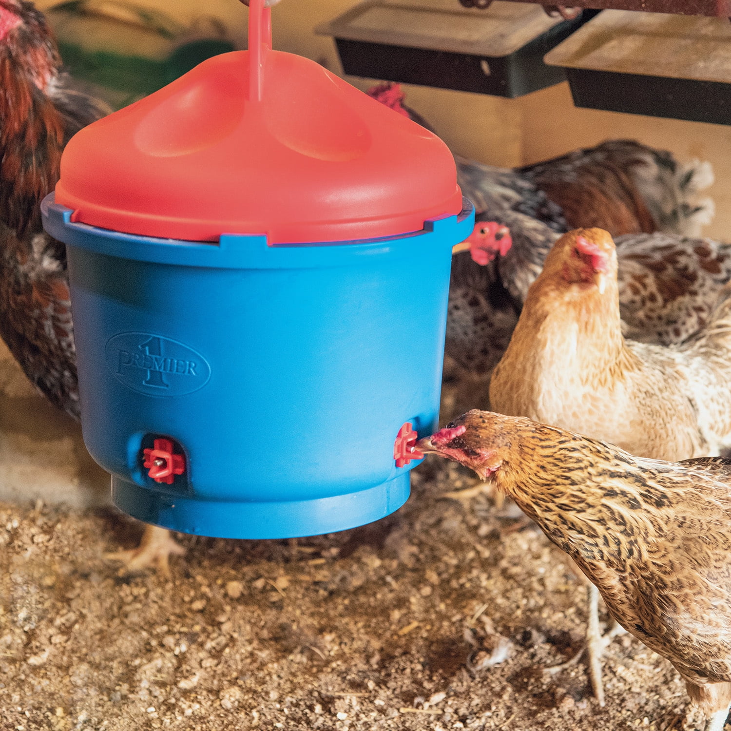 Premier 1 Heated Chicken Coop Water Fountain, 3 Gallon Bucket